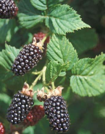 Since these grow like a trailing blackberry and need to be managed in the same way, this publication includes them with that group. In this publication we briefly describe each type of blackberry.