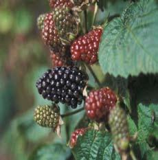 Cultivar notes Tables 1 5 list the primary cultivars of each type of blackberry. Within each type, cultivars are listed in approximate order of ripening.