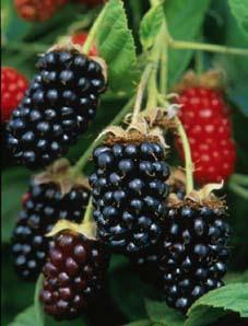 Fruit descriptions and yield Yield ratings are based on comparison to other cultivars of the same type.