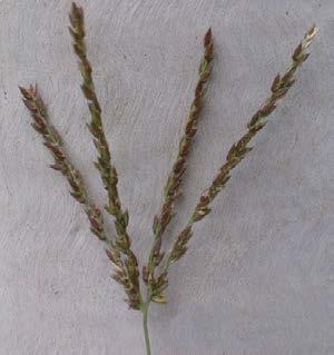 The glumes are unequal, the lower glume 50-75% of the spikelet, the upper glume as long as the spikelet and densely