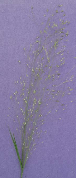 to the similarity to the genus Deschampsia. Arthragrostis deschampoides Slender annual grass 17-60 cm tall.