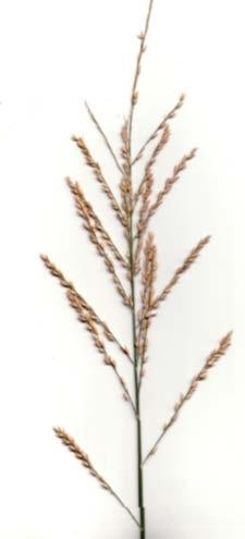 The inflorescence is an open or contracted panicle. The spikelets are solitary or paired, and all are alike.