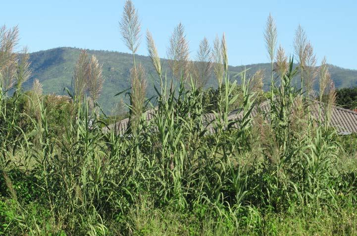 Subfamily: Arundinoideae; Tribe: Arundineae Species: World = 3, Australia = 1 Arundo donax is the only Australian species from this genus; donax - the Greek word for a type of reed in classical