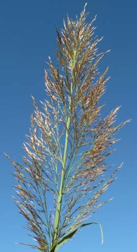 The inflorescence is a large feathery Spikelets panicle, 30-60 cm long and 12 cm wide.