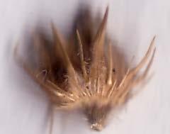 The spikelets are all alike and in groups of one to five and subtended by an involucre of bristles or fused to form a spiny