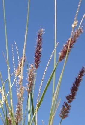Subfamily: Panicoideae; Tribe: Paniceae Species: World = c 102, Australia = 22 Cluster of spikelets sustended by soft bristles