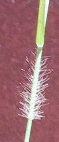 The inflorescences are of two types, one a terminal raceme, the other is an axillary inflorescence with cleistogamous spikelets.