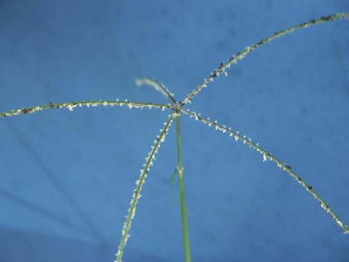 Spikelets are solitary and on one side of the raceme. The glumes are shorter than the single floret.