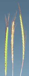 Dichanthium is closely related to Bothriochloa, and the difference between these two genera is described