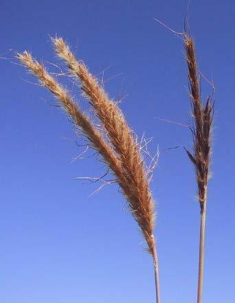 Latin for golden-yellow which refers to the spikelets or pedicels or other parts with golden-yellow hairs.