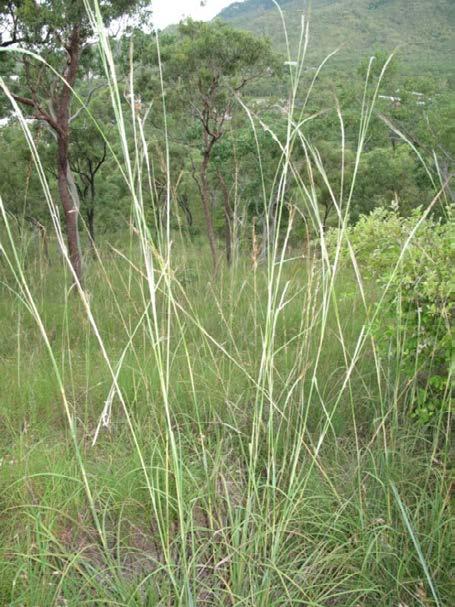 Heteropogon Speargrasses From the Greek heteros (different) and pogon (beard), referring to the difference between the