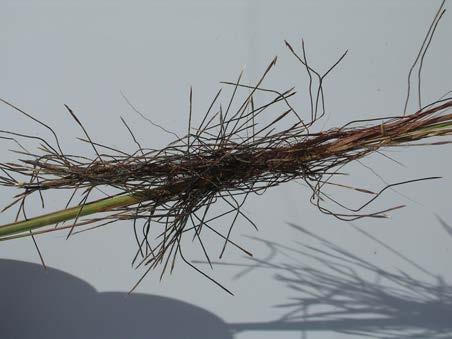 The lower paired spikelets are alike, unawned, and either male or neuter.