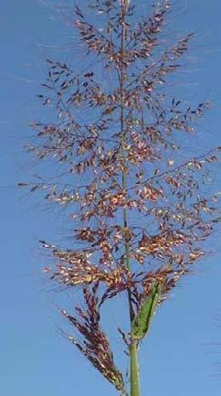 The inflorescence is an open panicle, red, white or purple-coloured.