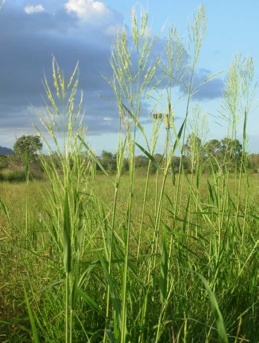 The spikelets are solitary, strongly laterally compressed, usually with a long awn (the cultivated rice Oryza