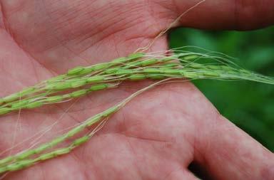 Most Australian grass genera contain 1-3 stamens, Leersia hexandra also has 6 stamens.