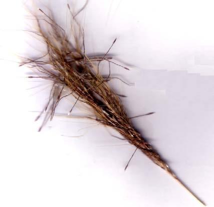 The spikelets are in pairs, similar and unevenly pedicelled. The spikelets are very small (1-2.
