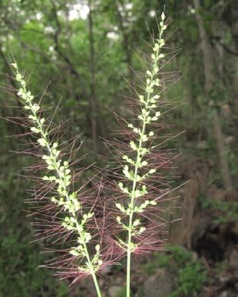 The inflorescence is a spicate panicle (spike-like with short branches).