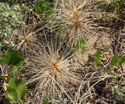 Female plants (with female or bisexual spikelets) have globose, spiny inflorescences which fall from the plant whole and roll along the beach in the wind.