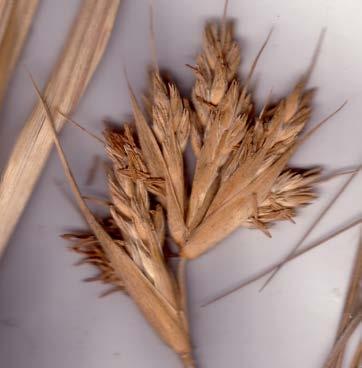 The spikelets of the male plants are not awned. The spinifex grasses of inland Australia belong to the genus Triodia.