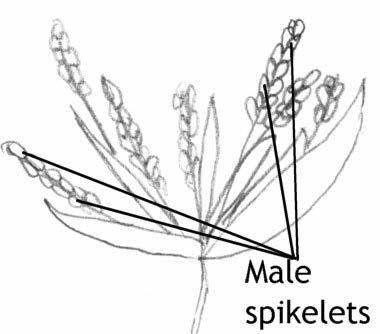 Subfamily: Panicoideae; Tribe: Paniceae Species: World = 4, Australia = 3 Spinifex sericeus is the only Townsville species from this genus; sericeus -