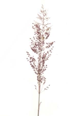The inflorescence is an open or contracted panicle; many species of non-native Sporobolus with contracted panicles are becoming serious weeds.