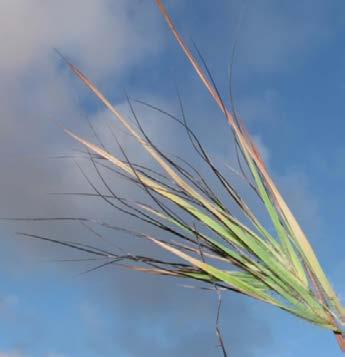 Themeda From the Arabic thaemed (transliterated by the author as a depression filled with water). The meaning of the choice of name is not of given by the author. Tufted perennials or annuals.