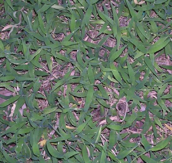 Thuarea involuta (Tropical Beachgrass) A mat-forming perennial grass with velvety-soft leaves.