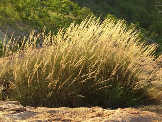 Some species are awned and some are awnless. The spinifex grasses of inland Australia belong to the genus Triodia. Species from the genus Spinifex grow on the sand dunes in coastal areas.