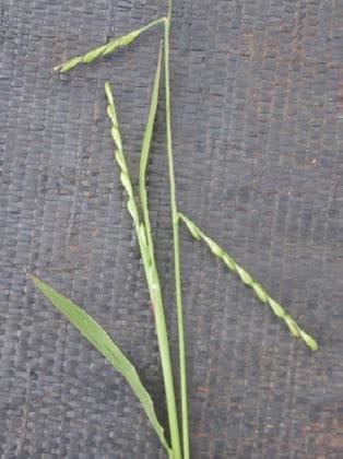 Brachiaria (excluding Brachiaria eruciformis) species are now included in Urochloa, these species do not have a muricate
