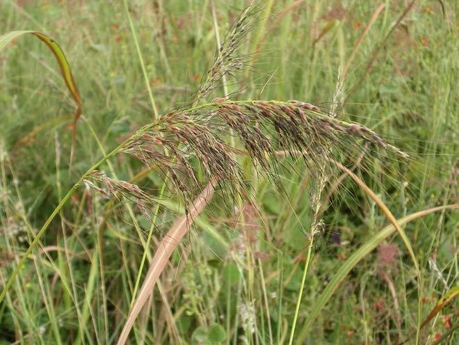 The inflorescence is an open or contracted panicle. The spikelets are in pairs (with terminal triplets), one sessile and one pedicelled.