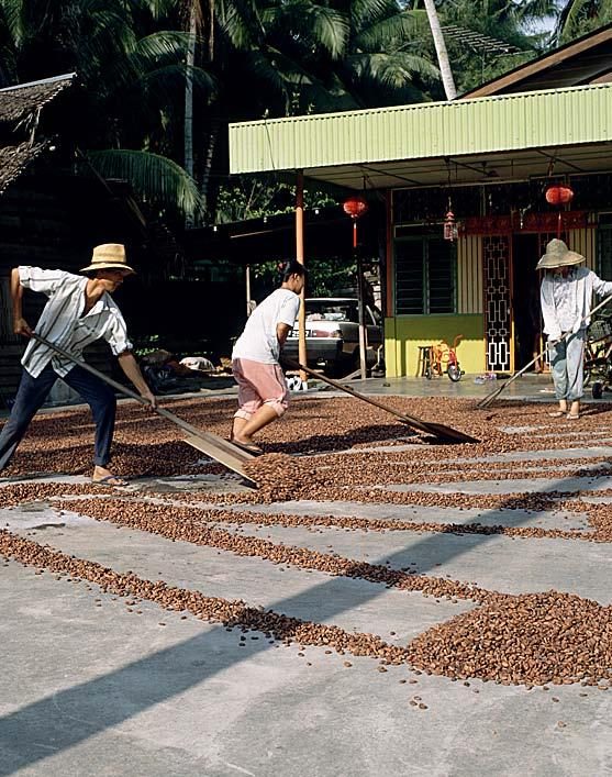Then, chocolate makers blend different kinds of beans together. This is to make sure the chocolate has just the right flavor. The beans are roasted in order to bring out the chocolate flavor.