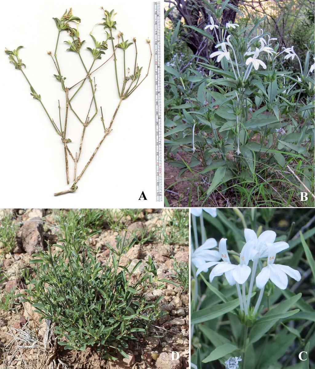 Felger, Rutman, & Malusa: Flora of SW Arizona, Acanthaceae Apocynaceae 11 Figure 7. Justicia longii.