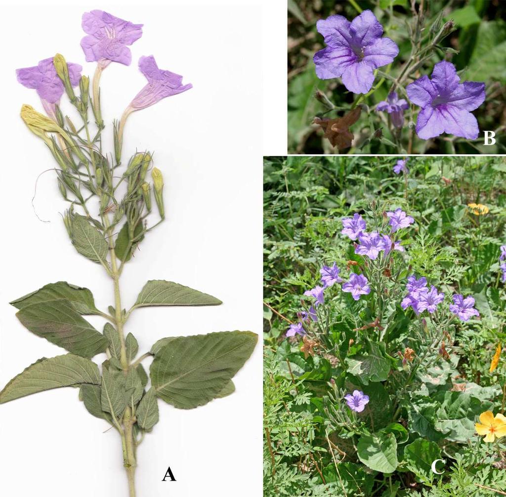 Felger, Rutman, & Malusa: Flora of SW Arizona, Acanthaceae Apocynaceae 12 Figure 8. Ruellia nudiflora. Ditch along Hwy 86 east of Why: (A) 22 Sep 2008; (B & C) 16 Aug 2006.