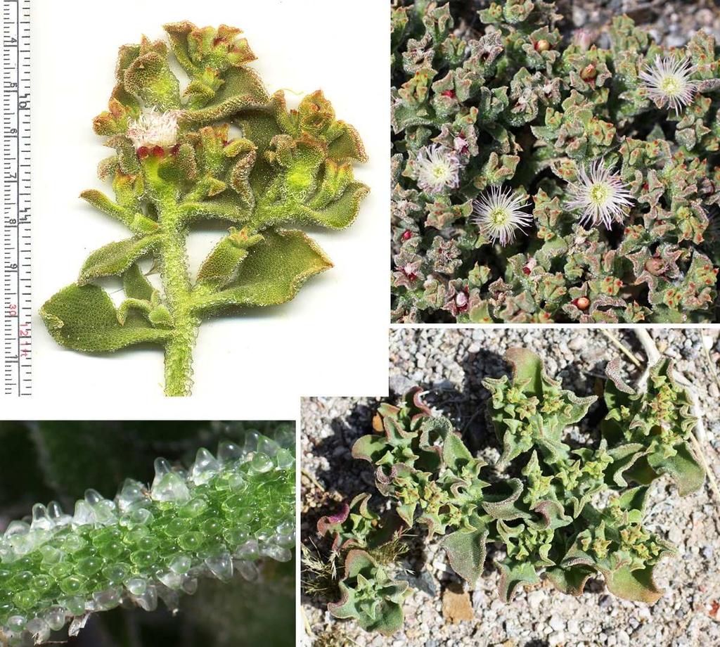 Felger, Rutman, & Malusa: Flora of SW Arizona, Acanthaceae Apocynaceae 15 Figure 10. Mesembryanthemum crystallinum.