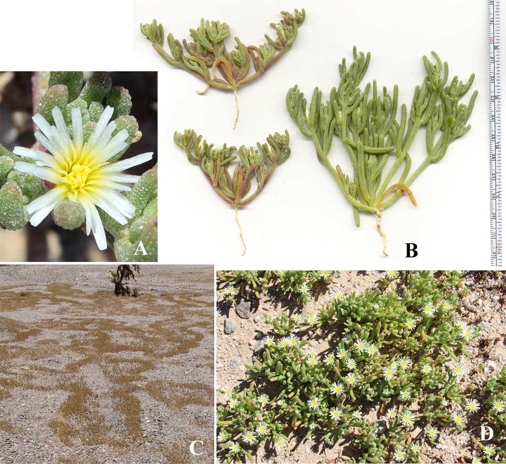 Felger, Rutman, & Malusa: Flora of SW Arizona, Acanthaceae Apocynaceae 16 Figure 11. Mesembryanthemum nodiflorum.