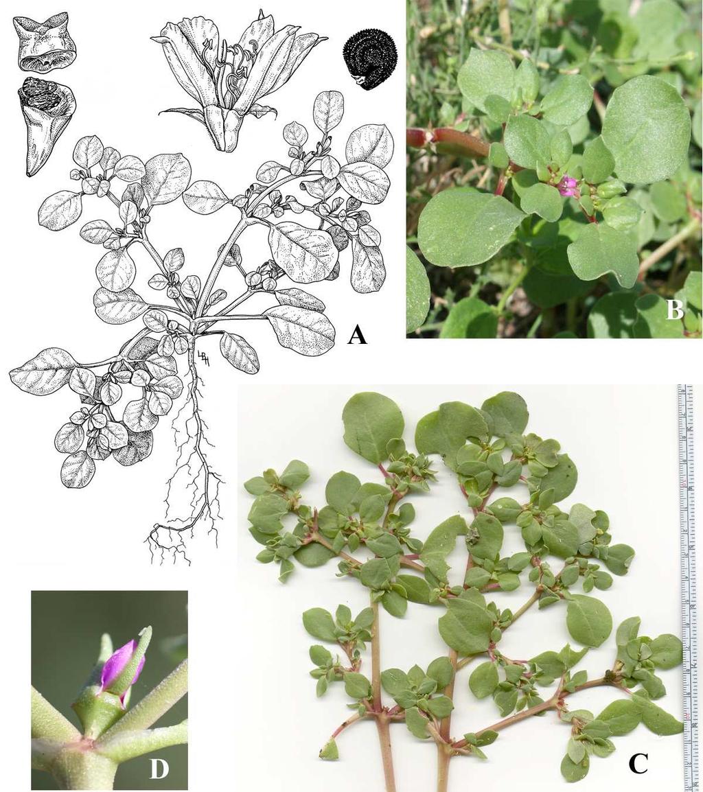 Felger, Rutman, & Malusa: Flora of SW Arizona, Acanthaceae Apocynaceae 17 a green horn.