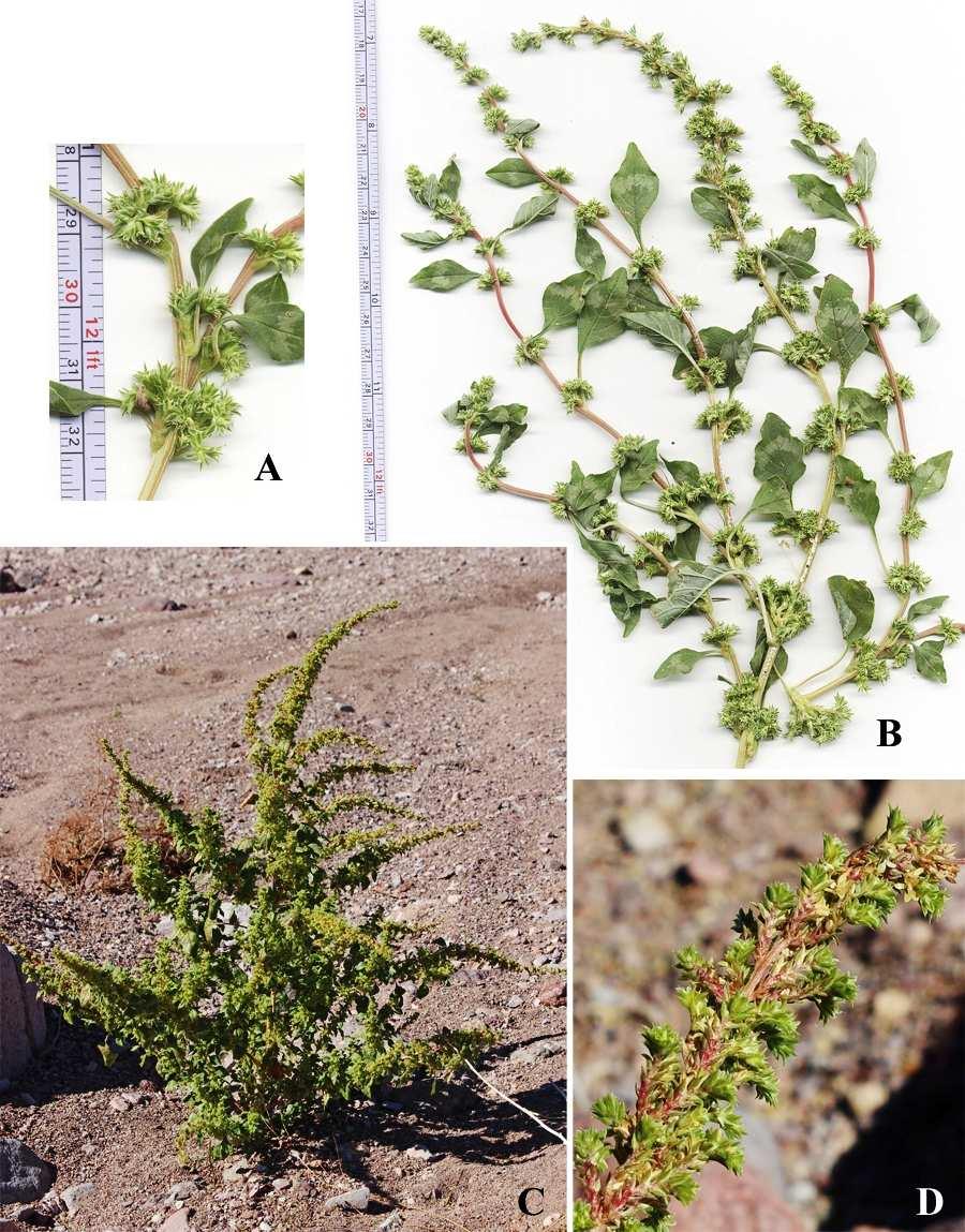 Felger, Rutman, & Malusa: Flora of SW Arizona, Acanthaceae Apocynaceae 21