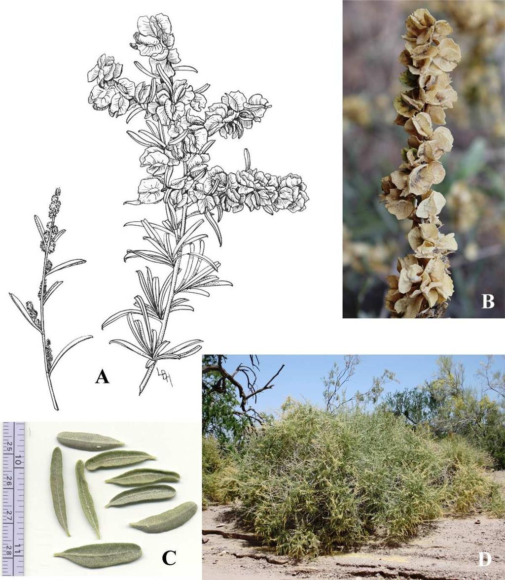 Felger, Rutman, & Malusa: Flora of SW Arizona, Acanthaceae Apocynaceae 27 Figure 18. Atriplex canescens 