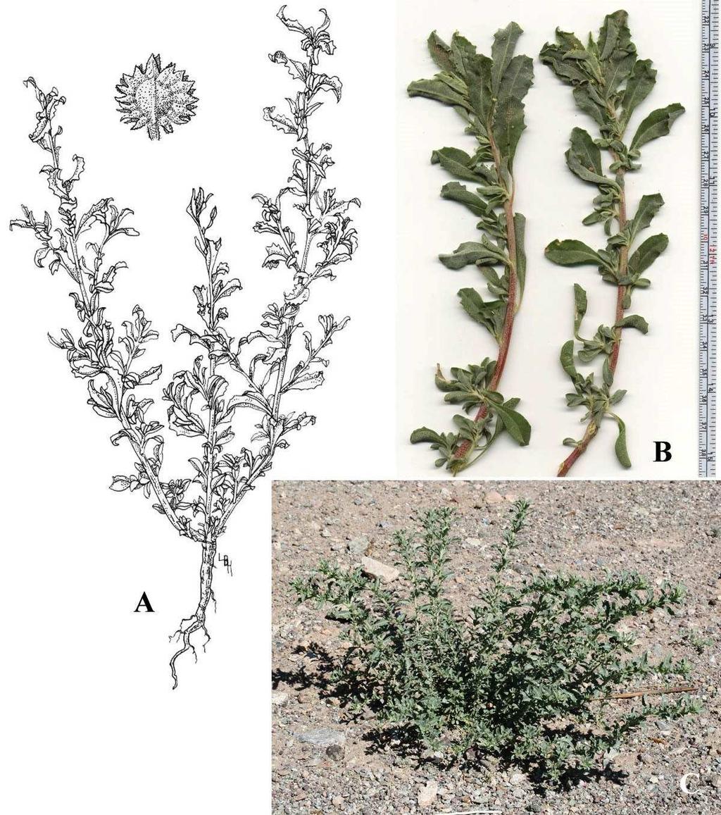 Felger, Rutman, & Malusa: Flora of SW Arizona, Acanthaceae Apocynaceae 29 Arizona, southeastern California, and northern Sonora southward to the vicinity of Guaymas. Subsp.
