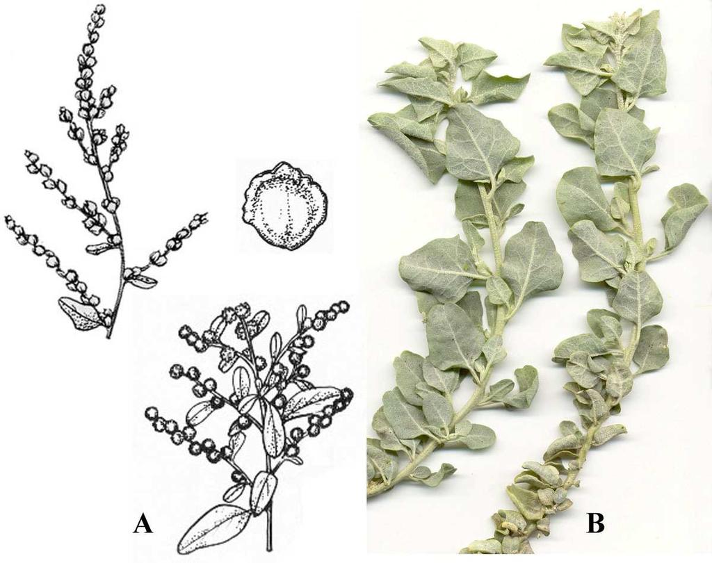 Felger, Rutman, & Malusa: Flora of SW Arizona, Acanthaceae Apocynaceae 30 Atriplex lentiformis (Torrey) S. Watson subsp. lentiformis Quail bush, lens scale, big saltbush; chamizo grande. Figure 20.