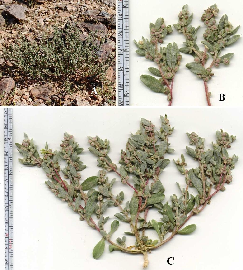 Felger, Rutman, & Malusa: Flora of SW Arizona, Acanthaceae Apocynaceae 33 Figure 22. Atriplex pacifica.