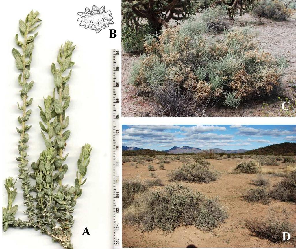 Felger, Rutman, & Malusa: Flora of SW Arizona, Acanthaceae Apocynaceae 34 Figure 23. Atriplex polycarpa.
