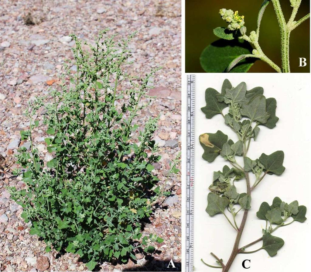 Felger, Rutman, & Malusa: Flora of SW Arizona, Acanthaceae Apocynaceae 38 Figure 26. Chenopodium cf. watsonii. Alamo Wash: (A) 30 Jul 2013; (C) 11 Mar 2014. (B) S of Animas in Hidalgo Co.