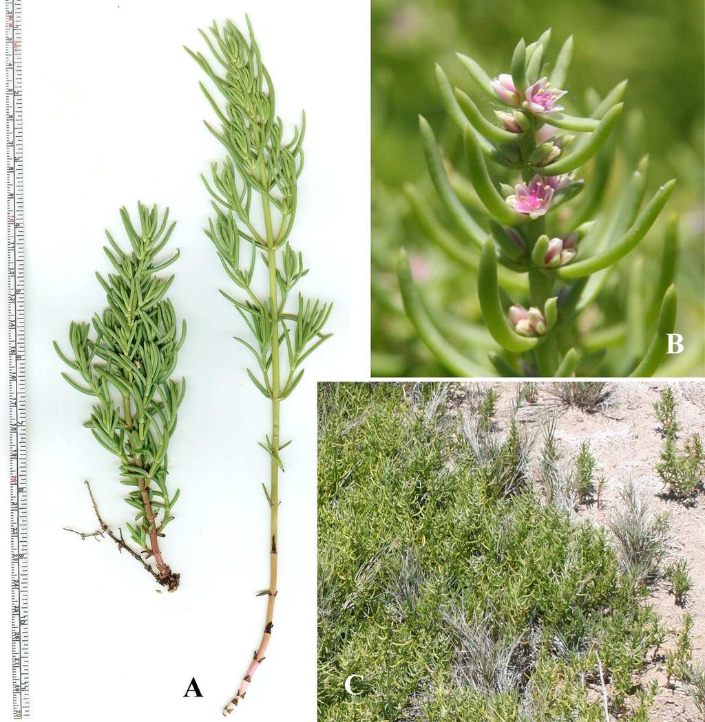 Felger, Rutman, & Malusa: Flora of SW Arizona, Acanthaceae Apocynaceae 41 Nitrophila occidentalis (Moquin-Tandon) S. Watson Alkali weed. Figure 29.