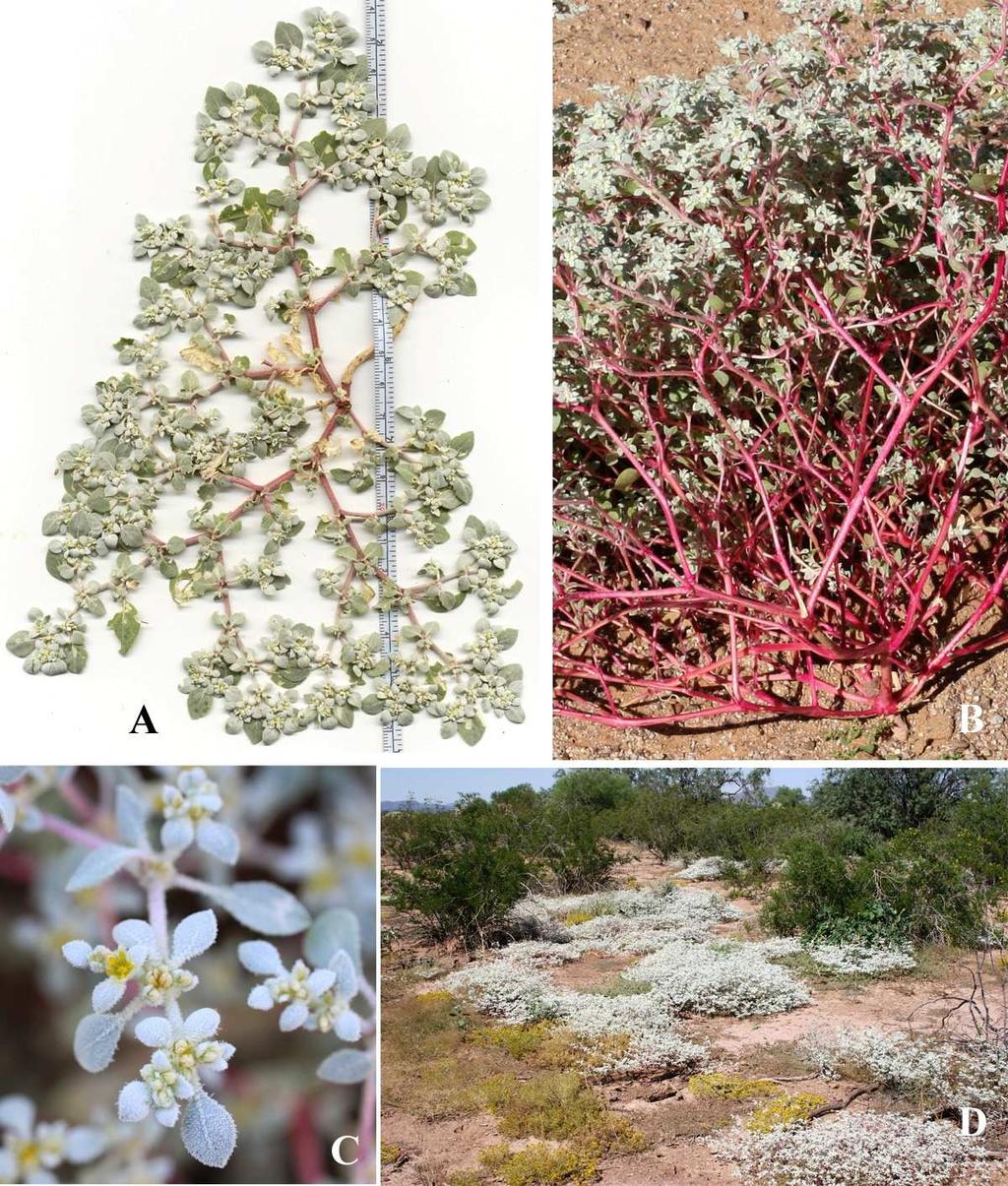Felger, Rutman, & Malusa: Flora of SW Arizona, Acanthaceae Apocynaceae 45 OP: Armenta Well, Warren 16 Nov 1974. Bull Pasture trail, 5 Nov 1977, Bowers 952 (ORPI).