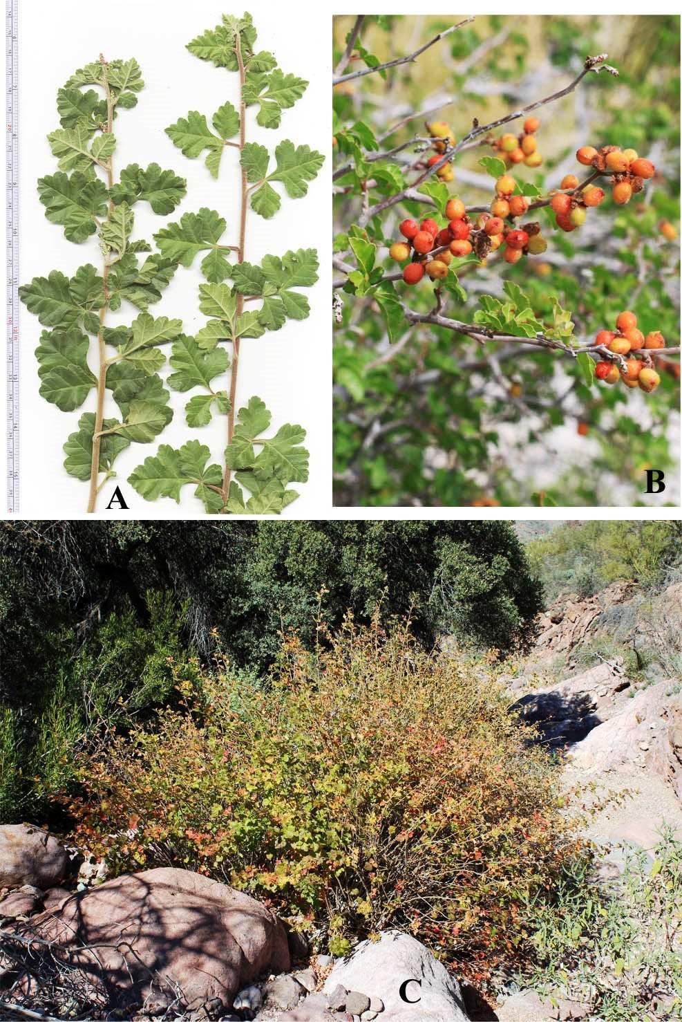 Felger, Rutman, & Malusa: Flora of SW Arizona, Acanthaceae Apocynaceae 47 Figure 33. Rhus aromatica var. trilobata.