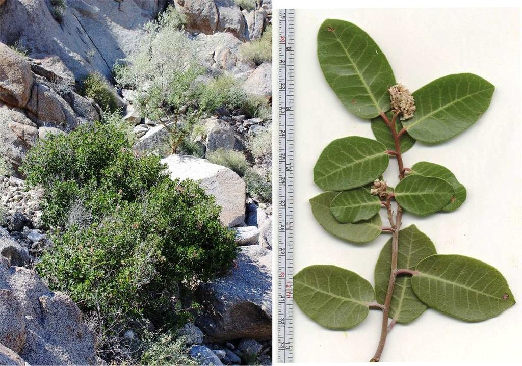 Felger, Rutman, & Malusa: Flora of SW Arizona, Acanthaceae Apocynaceae 48 Figure 34. Rhus kearneyi 