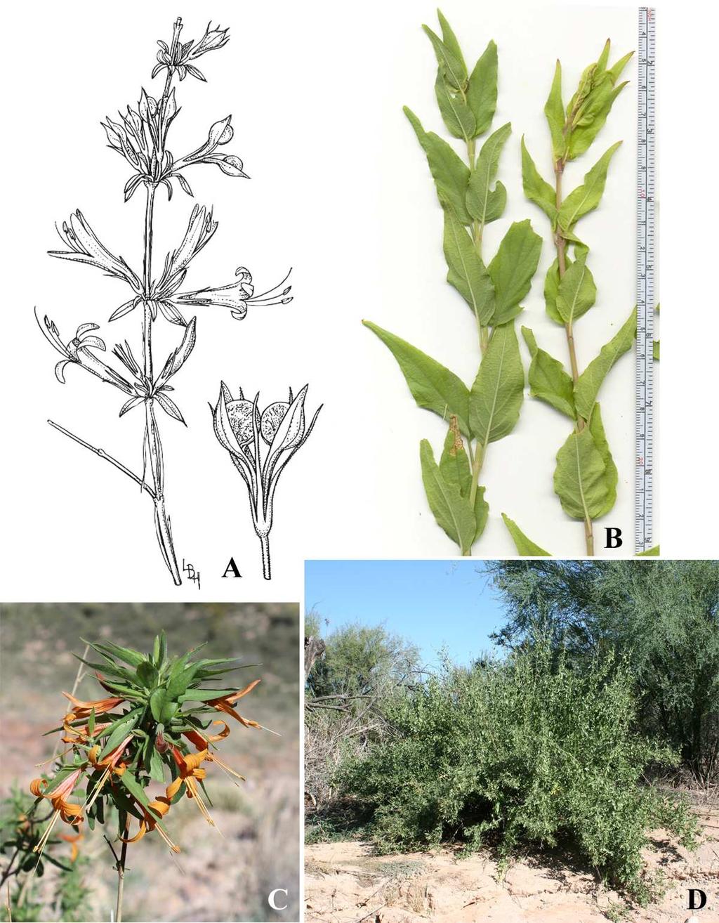 Felger, Rutman, & Malusa: Flora of SW Arizona, Acanthaceae Apocynaceae 5 Figure 2. Anisacanthus thurberi.