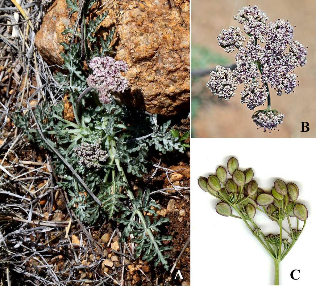Felger, Rutman, & Malusa: Flora of SW Arizona, Acanthaceae Apocynaceae 52 Locally common in poorly-drained clay soils of dirt tanks and playas, growing as the water recedes.