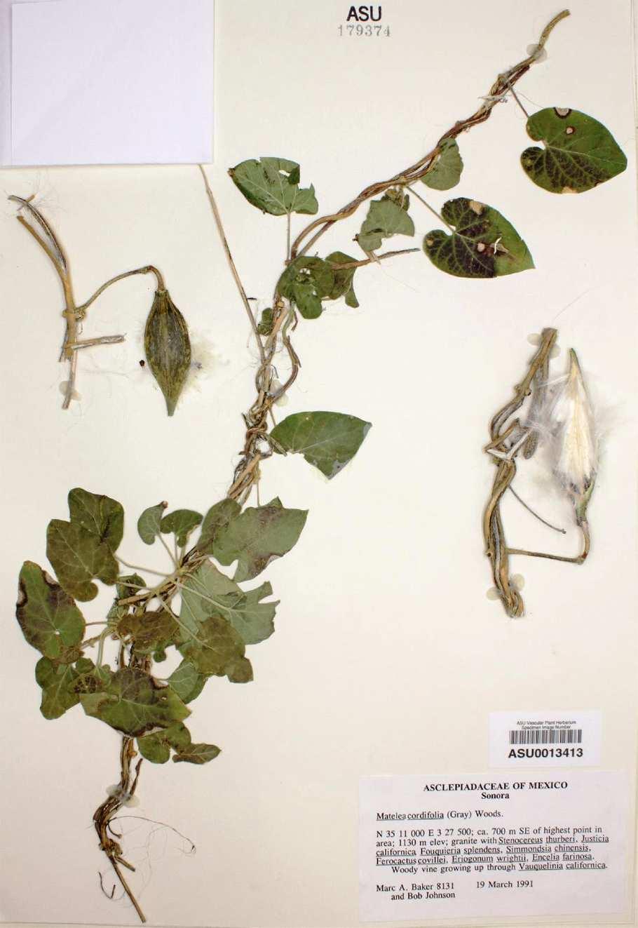 Felger, Rutman, & Malusa: Flora of SW Arizona, Acanthaceae Apocynaceae 66 Figure 48.